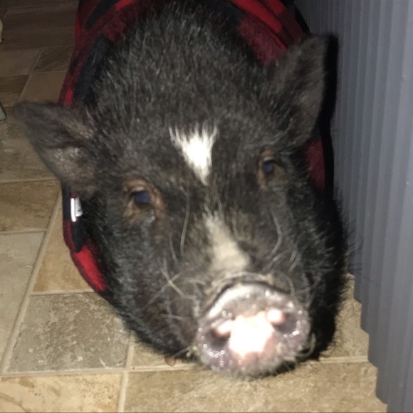 Meet your Posher, Tracy - Picture 8 of 10